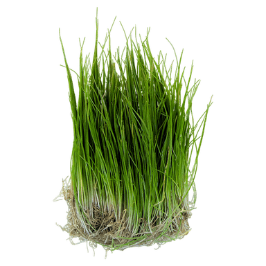 Dwarf Hairgrass