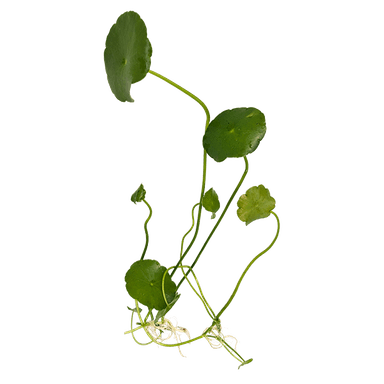 Hydrocotyle verticillata