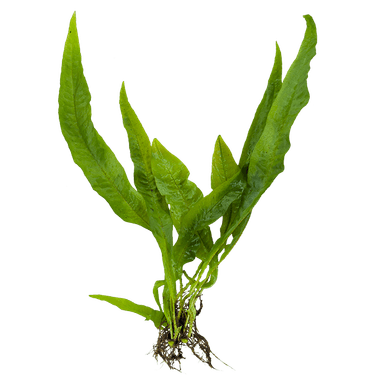 Java Fern 'Broad Leaf'