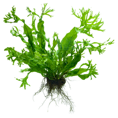 Java Fern 'Windelov'