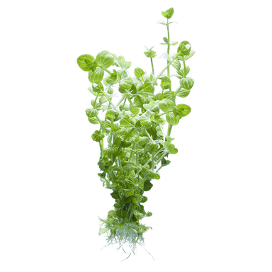 Lindernia rotundifolia