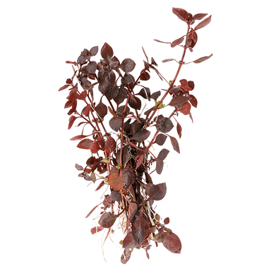 Ludwigia palustris 'super red'