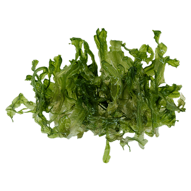 Monosolenium tenerum