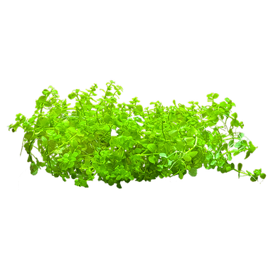 Micranthemum tweediei 'Monte Carlo'