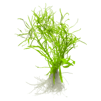 Pogostemon stellatus