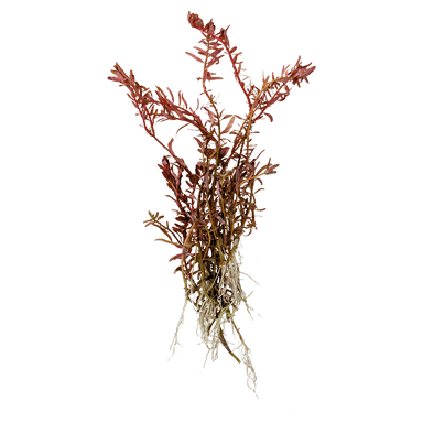Rotala rotundifolia 'red'