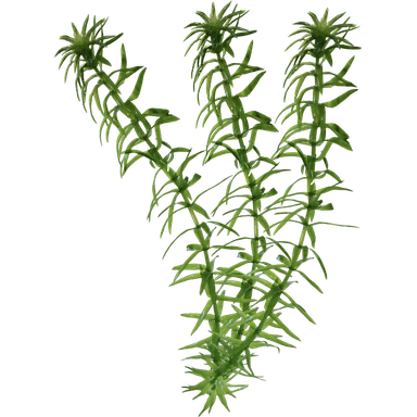 Elodea canadensis