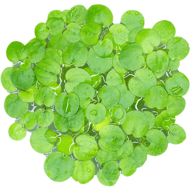 Amazon Frogbit