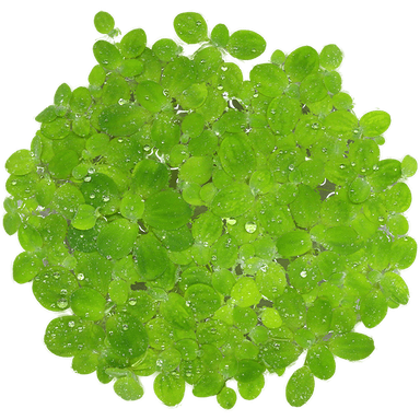 Water Lettuce