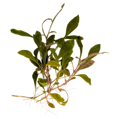 Alternanthera reineckii