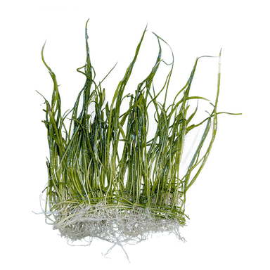 Lilaeopsis brasiliensis