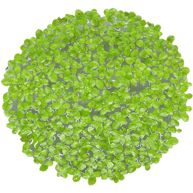 Giant Duckweed