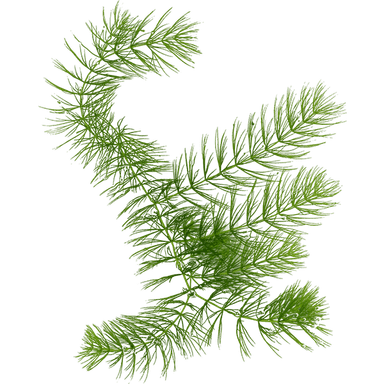 Hornwort
