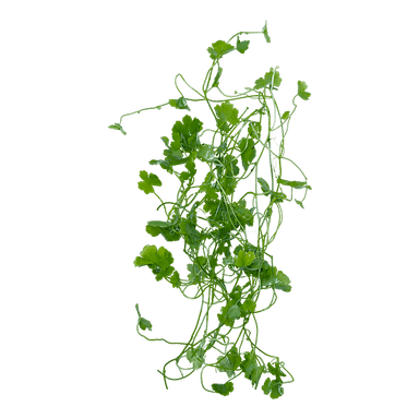 Hydrocotyle tripartita