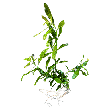 Hygrophila polysperma 'Rosanervig'