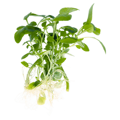 Lobelia cardinalis 'Mini'