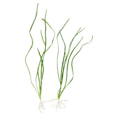 Vallisneria spiralis
